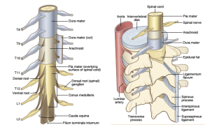 spinal cord 2 ( دانلود کتاب اصول بیهوشی میلر )
