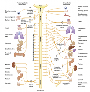 spinal cord ( دانلود کتاب اصول بیهوشی میلر )