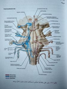نمای خلفی ساقه مغز و برخی از هسته های اعصاب مغزی