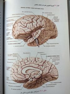 شریان های سطح خارجی و داخلی مغز (نوروآناتومی دکتر اکبری)