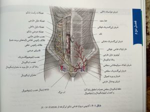 آناتومی دیواره قدامی شکم ( بارداری و زایمان ویلیامز جلد اول )
