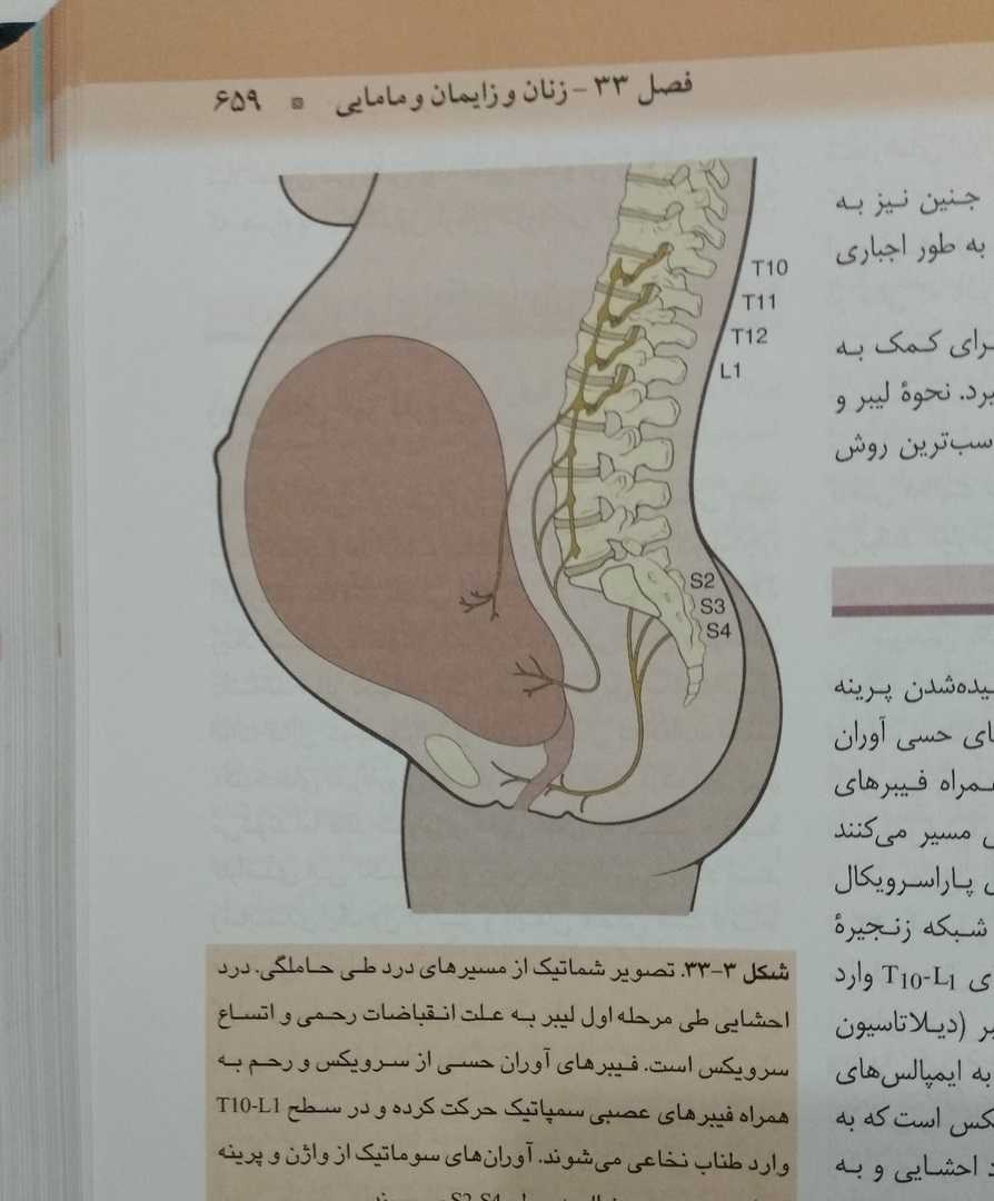 تصویر شماتیک از مسیر های درد طی حاملگی (اصول بیهوشی میلر)