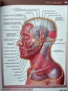 عضله پلاتیسما ( آناتومی بالینی سر و گردن دکتر اکبری ) | مد اسمارت