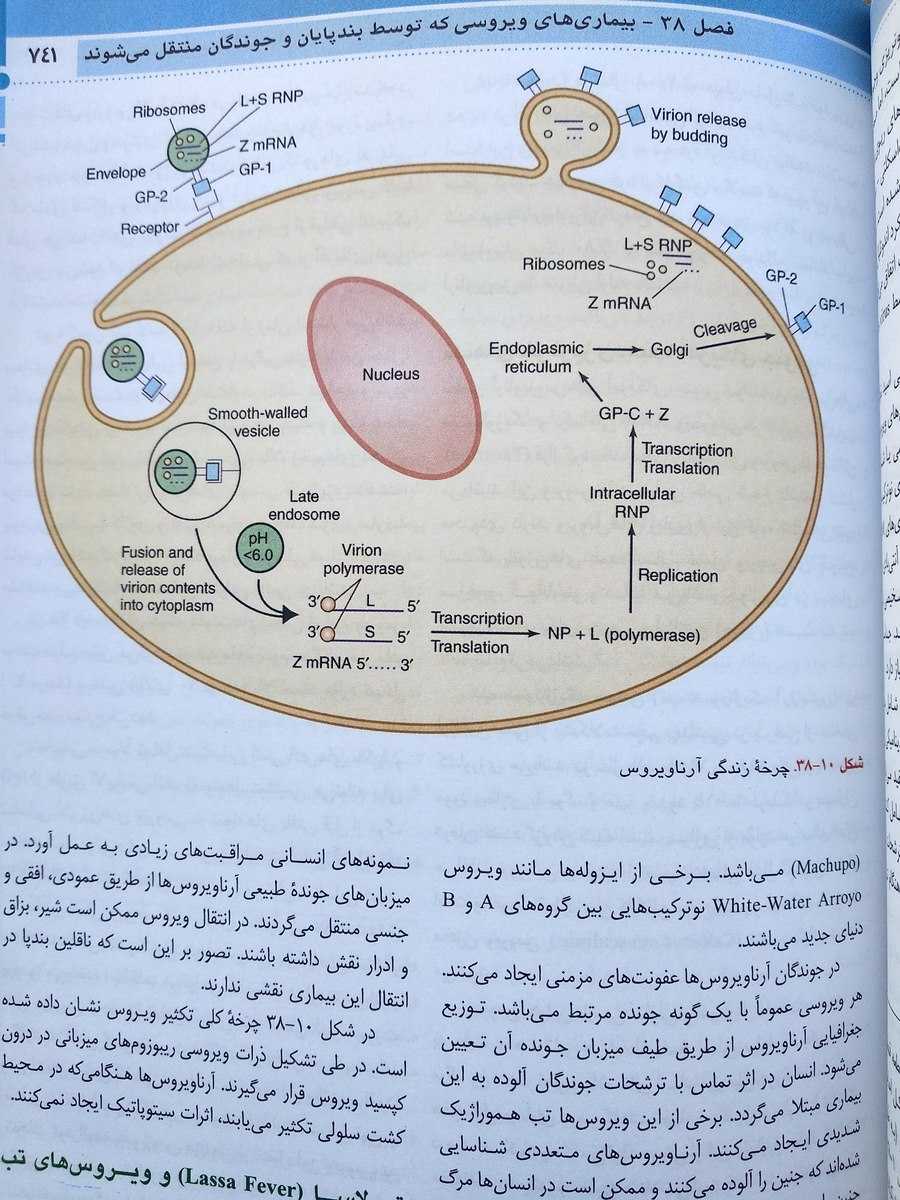چرخه زندگی آرناویروس ( میکروب شناسی جاوتز اندیشه رفیع جلد دوم 2019 )