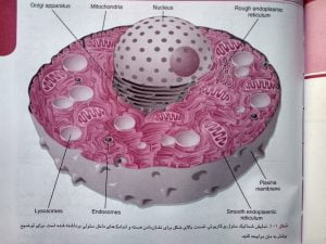 نمای شماتیک سلول یوکاریوت