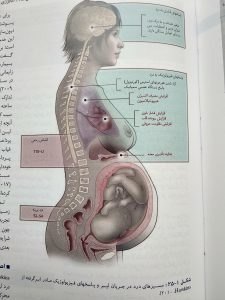 مسیر های درد درجریان لیبر ( بارداری و زایمان ویلیامز جلد دوم )