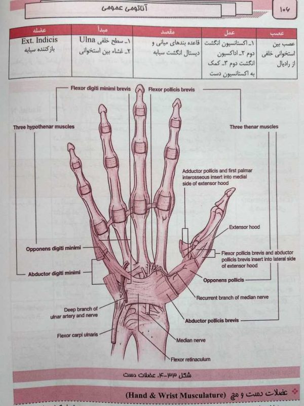 عضلات دست (آناتومی عمومی دکتر عمیدی )