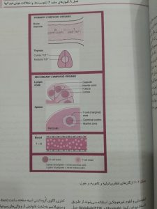 ارگان های لنفاوی اولیه و ثانویه و خون (ضروریات هماتولوژی هافبراند)