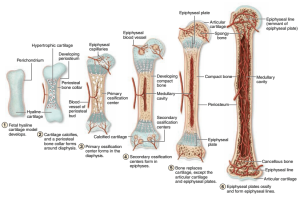استخوان سازی استخوان های بلند از طریق داخلی غضروفی