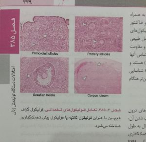 تکامل فولیکول های تخمدانی (هاریسون غدد و متابولیسم)