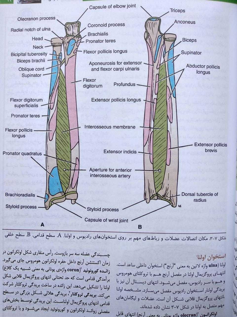 محل اتصال عضلات و رباط ها دراستخوان رادیوس