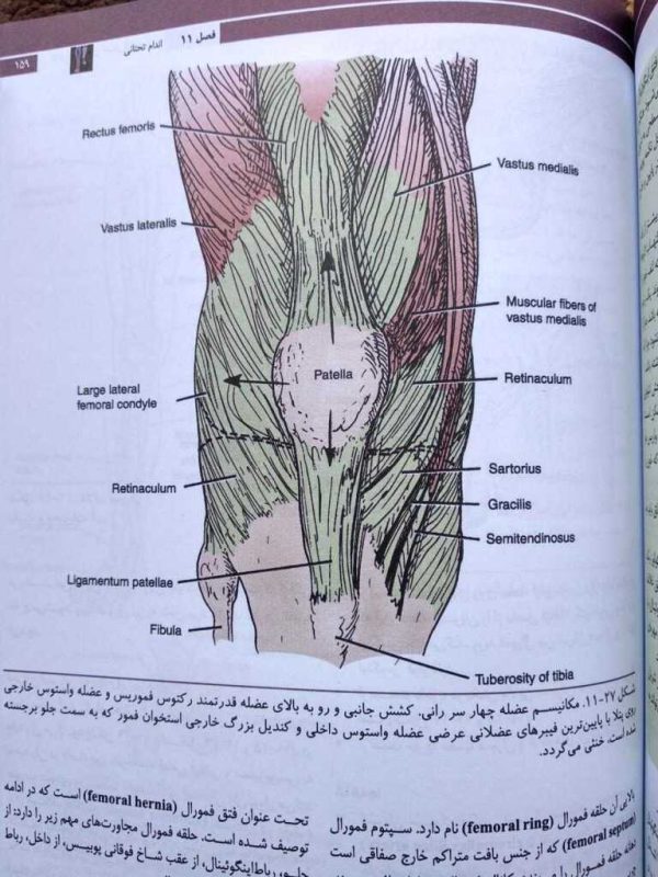مکانیسم عضلات چهار سر رانی ( آناتومی بالینی اسنل اندام )