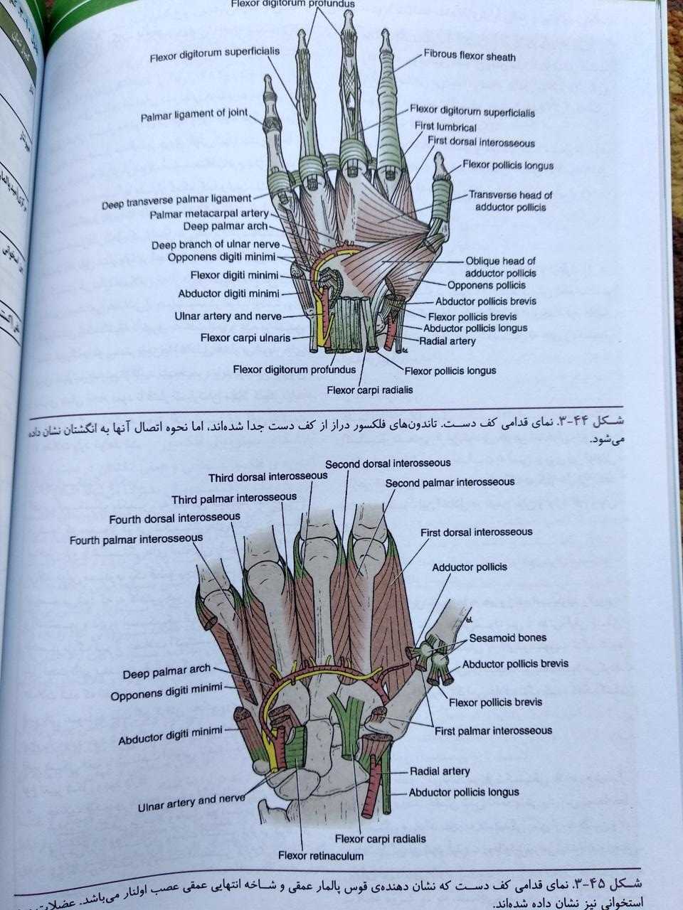 کف دست ( آناتومی بالینی اسنل اندام )