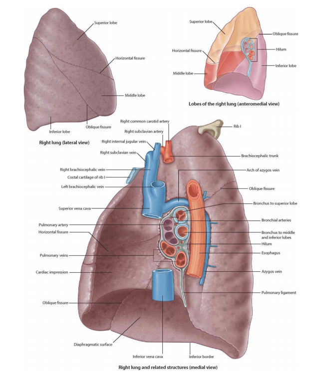 خرید اطلس آناتومی گری 2021 (Gray's atlas of anatomy) 2