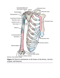 نمونه تصاویر کتاب آناتومی اسنل | مد اسمارت