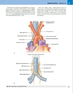 نمونه تصویر PDF آناتومی گری| مد اسمارت