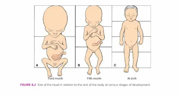 اندازه دور سر نوزاد در مراحل مختلف رشد | مد اسمارت