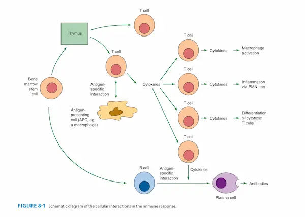 دیاگرام شماتیک از تعاملات سلولی در پاسخ ایمنی | مد اسمارت